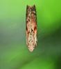 Aphomia sociella